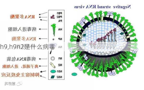 h9,h9n2是什么病毒