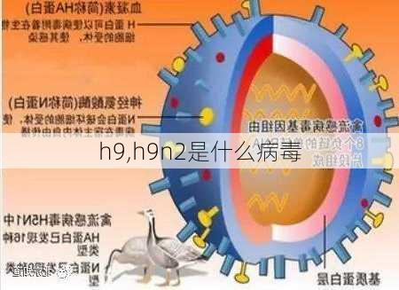 h9,h9n2是什么病毒